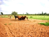 FAZENDA Á VENDA NA REGIÃO DE ASSIS / SP - EXCELENTE P/ PECUÁRIA, PLANTIO DE LARANJA, EUCALIPTO, ETC...
