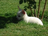 CHIHUAHUA, precioso machito blanco inscrito