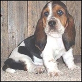 BASSET HOUND (HUSH PUPPIES)