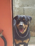 PERRO ROTTWEILER EXTRAVIADO EN LAS ACACIAS