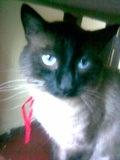 regalo gato siames adulto!!!!