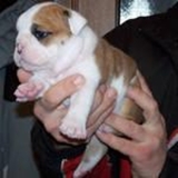 cachorros de buldog adorables para venta