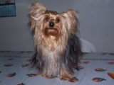 Yorkshire busca novia