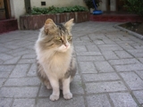 REGALO HERMOSA GATITA DE UN AÑO.. MUY CARIÑOSA¡¡¡