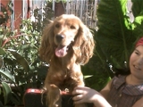 Regalo Perrita Cocker Spaniel