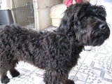 Doa-se cãozinho mestiço de poodle, preto, 2 anos, carinhosos, macho