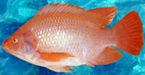  TILAPIA - SEGUNDA JORNADA DE ACTUALIZACION MEXICO 2009