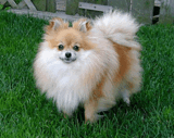 Escuela de Entrenamiento Canino Doggy Land 