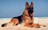 Escuela de Entrenamiento Canino Doggy Land  - San Salvador - San Salvador
