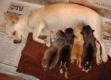 CHIHUAHUA LINDOS FILHOTES 48 88190032