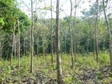 FINCA CON TECA 