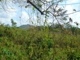 FINCA EN EL ESPINO 