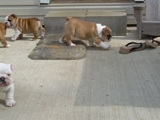 Mel's Inglês Bulldog cachorros