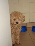 Caniche Toy Busca Novia...!!!