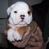 Super Inglés Bulldogs cachorros