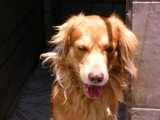 Doação de um lindo cachorro!!!