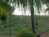 Corn Island