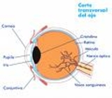 LOS AMIGOS YA NO USAN ANTEOJOS - Lima Metropolitana y Callao - Lima