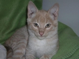 Hermosísimos Gatitos...