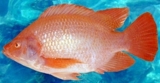 TILAPIA  SEGUNDA JORNADA DE ACTUALIZACION EN MEXICO  2009 - Valparaíso - Viña del Mar
