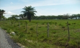 SE VENDE EXCELENTE PARCÉLA EN PANAMÁ, PROV. DE CHIRIQUÍ LA CUAL TIENE MAS DE 200 METROS DE ENTRADA A PLAYA