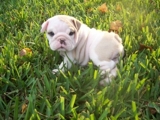 2 Buldogue Inglês de Adoção