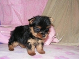 Perrito registrado Yorkie para €300