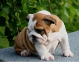 cute english bull pupps for adoption