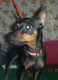 Vendo cachorra Doberman Miniatura