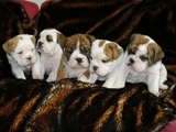 Cachorros Bulldog Inglés para su aprobación