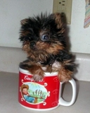 xícara yorkie bebês de adoção