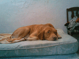 Busco novia para mi perro