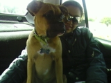 Cachorra boxer extraviada