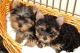 Cachorros Yorkie Encantadores para Adopción