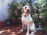 Soy un labrador mi nombre es martin tengo 4 años , busco novia