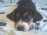 Vendo hermosa beagle tricolor de 47 dias de nacida