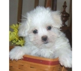 Cachorro maltés adorable para venta.