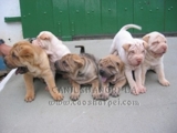 CÃES SHARPEI COM LÍNGUA AZUL.EM ATÉ 18 X