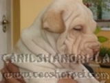 OS CÃEZINHOS MAIS FOFOS DO MUNDO em até 18 X