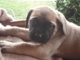 Mastin_ingles_thumb