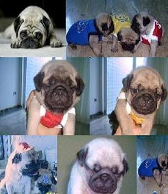 SHIH TZU , PUG & LHASA APSO  = 011 5073 4340 