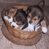 filhotes beagle  tricolores