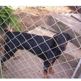 filhotes   doberman