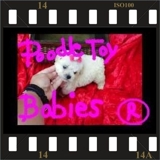 *** ESPECIALIZADO EM POODLES *** VERDADEIROS BIBELOS ***