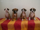 CAMADA DE BOXERS DE CALIDAD