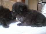 Vendo  Gatito Persa  Negro