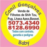 venda deFILHOTES DE SHIH TZU , PUG E LHASA APSO