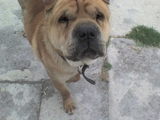 BUSCO SHAR PEI MACHO PERDIDO