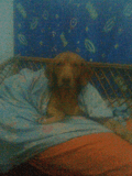 Busco novia para mi perro