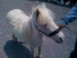 Vendo 2 Preciosos Ponys